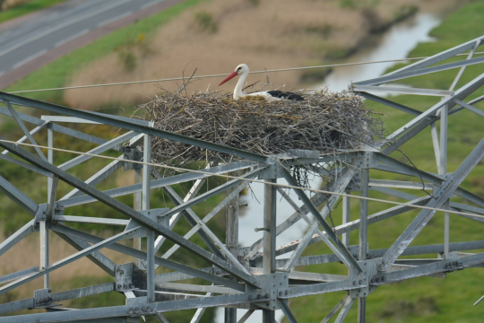 Cigogne blanche dans son nid, posé sur une ligne haute tension